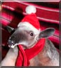 Stewie the Tamandua tetradacyla, anteater