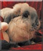 Julian the Holland Lop Rabbit