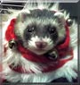 Mufasa the Ferret