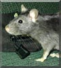 Babee the Irish Black Rat