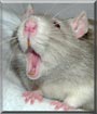 Ludin the Fancy Rat