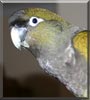 Amore the Patagonian Conure