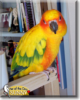 Sunny, the Pet of the Day Sunny, the Pet of the Day