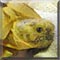Pet of the Day