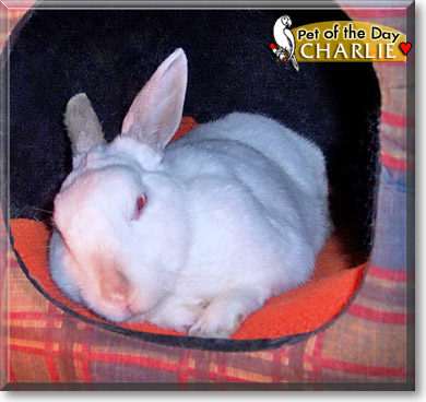 Charlie, the Pet of the Day