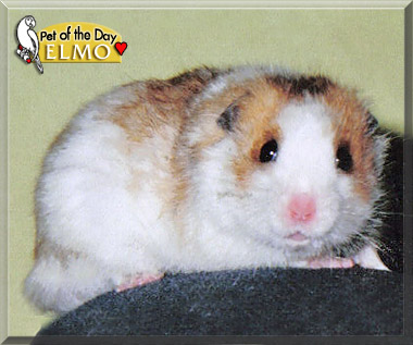 Elmo, the Pet of the Day Elmo, the Pet of the Day