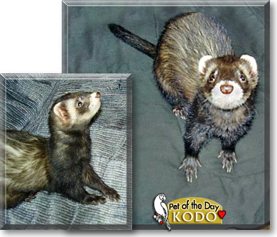 Kodo, the Pet of the Day Kodo, the Pet of the Day
