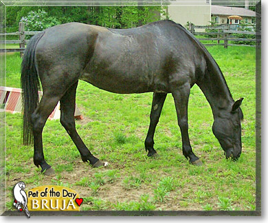 Bruja, the Pet of the Day Bruja, the Pet of the Day
