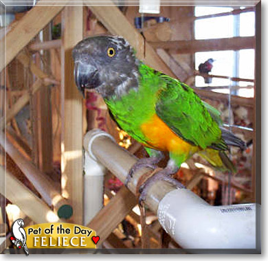Feliece, the Pet of the Day