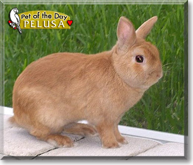 Pelusa, the Pet of the Day Pelusa, the Pet of the Day