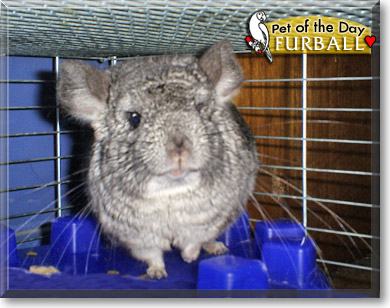 Furball, the Pet of the Day Furball, the Pet of the Day