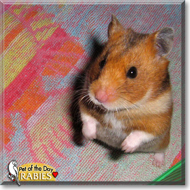 Rabies, the Pet of the Day Rabies, the Pet of the Day