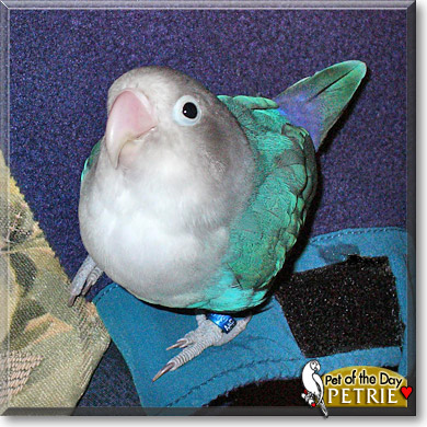 Petrie, the Pet of the Day Petrie, the Pet of the Day