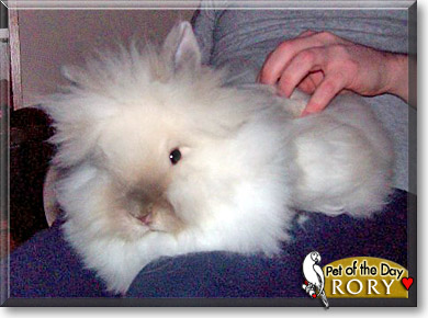 Rory, the Pet of the Day Rory, the Pet of the Day