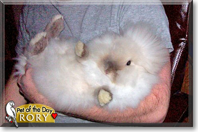 Rory, the Pet of the Day