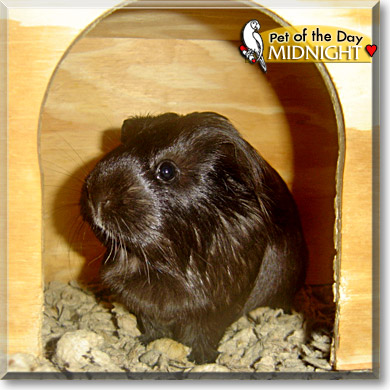 Midnight, the Pet of the Day Midnight, the Pet of the Day