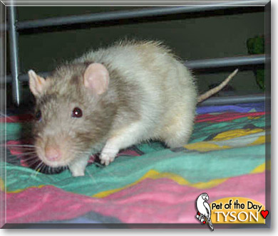 Tyson, the Pet of the Day Tyson, the Pet of the Day