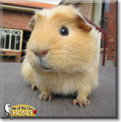 Honey, the Pet of the Day Honey, the Pet of the Day