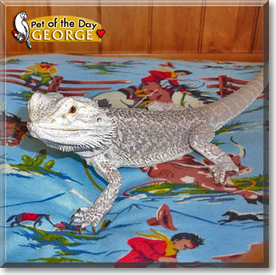 George, the Pet of the Day George, the Pet of the Day
