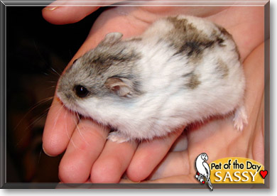 Sassy, the Pet of the Day Sassy, the Pet of the Day