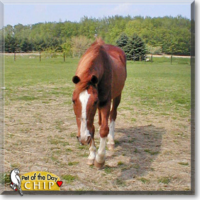 Chip, the Pet of the Day Chip, the Pet of the Day