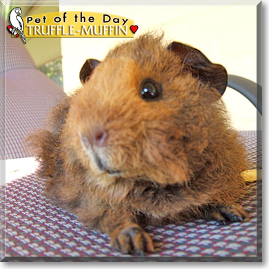 Truffle-Muffin, the Pet of the Day