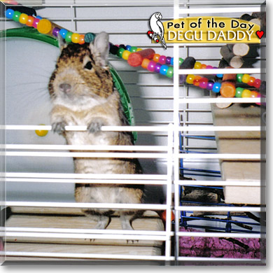 Degu Daddy, the Pet of the Day Degu Daddy, the Pet of the Day