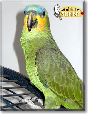 Sunny, the Pet of the Day Sunny, the Pet of the Day