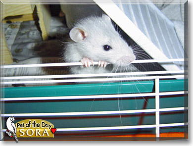 Sora, the Pet of the Day
