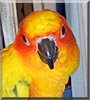 Sunny the Sun Conure