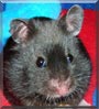 Oreo the Black Bear Hamster