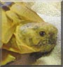 Diti the Tortoise