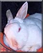 Charlie the Netherland Dwarf