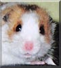 Elmo the Hamster