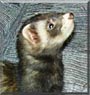Kodo the Sable Ferret