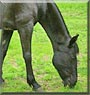 Bruja the Quarter Horse