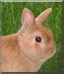 Pelusa the Rabbit
