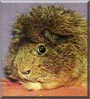 Chumley the Guinea Pig