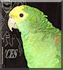 Daisy the Amazon