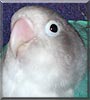 Petrie the Fischer Lovebird