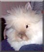 Rory the Lionhead Rabbit