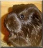 Midnight the Guinea Pig