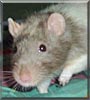 Tyson the Hooded Rat