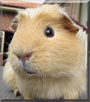Honey the Crested, Ridgeback