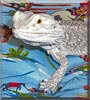 George the Bearded Dragon