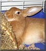 Bonita the Palomino Rabbit