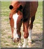 Chip the Quarter Horse