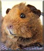 Truffle Muffin the Guinea Pig