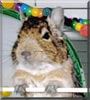 Degu Daddy the Degu