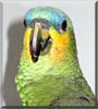 Sunny the Amazon